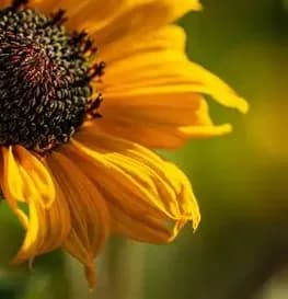 aaa